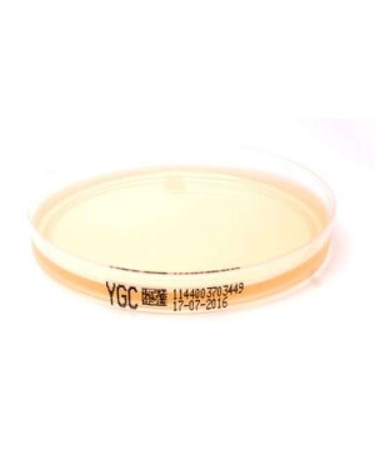 Piastra Pronta Petri da 90 mm Yeast Extract Glucose Chloramphenicol Agar (YGC)